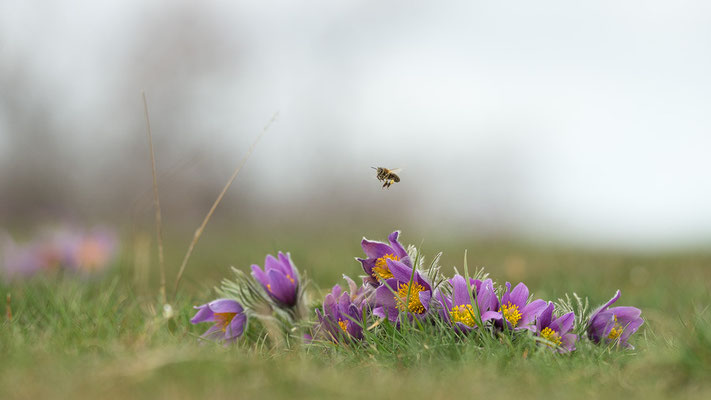 Pulsatilla vulgaris - Siefersheim 3/2021 (Küchenschelle)