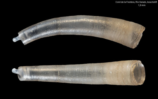 Caecum cuspidatum - Spain, Conil de la Frontera, beach near Rio Salado 5/2015 