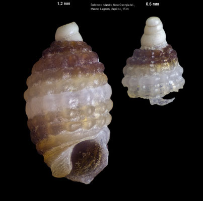 Joculator iopuei - Solomon Islands, New Georgia Isl., Uepi Isl., 15 m 2018