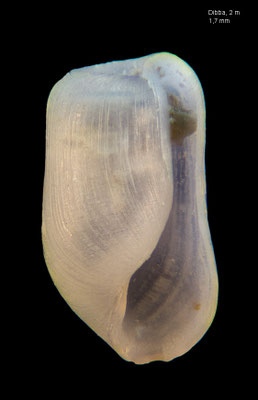 Retusa desgenettii - UAE, Gulf of Oman, Dibba, beach 2/2014