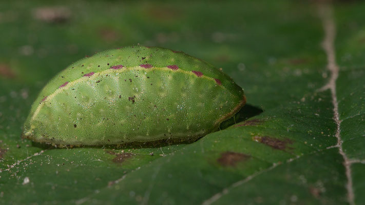Apoda limacodes - Ober-Olmer Wald, auf Weg 10/2023 (Großer Schneckenspinner)