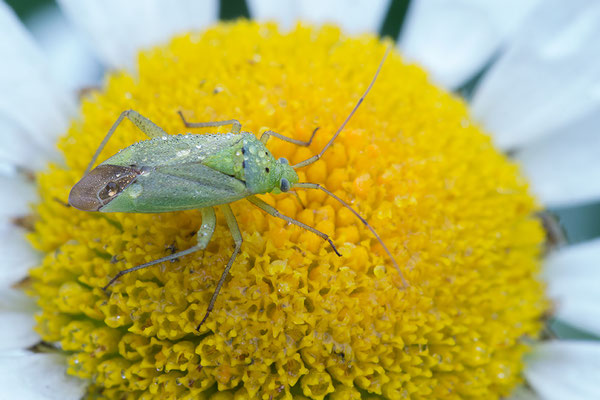 Closterotomus norwegicus - Zornheim, Garten 6/2016 (Zweipunktige Wiesenwanze)