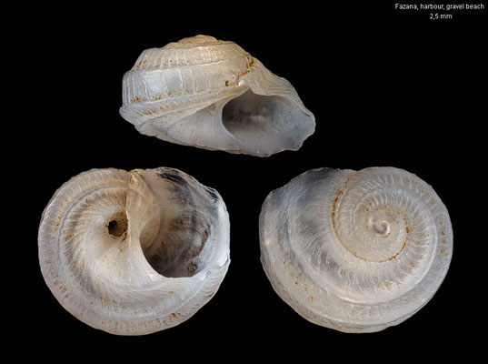 Tornus subcarinatus - Croatia, Fazana, harbour, gravel beach 4/1996