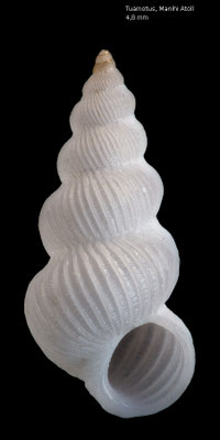 Epitonium boutetorum  - French-Polynesia, Tuamotus, Manihi Atoll, beach ca. 2017