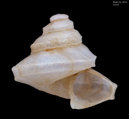 Zygoceras okutanii - Philippines, Cebu, Mactan Isl., 200 m 6/2014 (Haloceratidae)