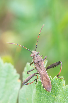Camptopus lateralis - Narbonne-Plage, Massif de la Clape 4/2016 (Fam. Krummfühlerwanzen)