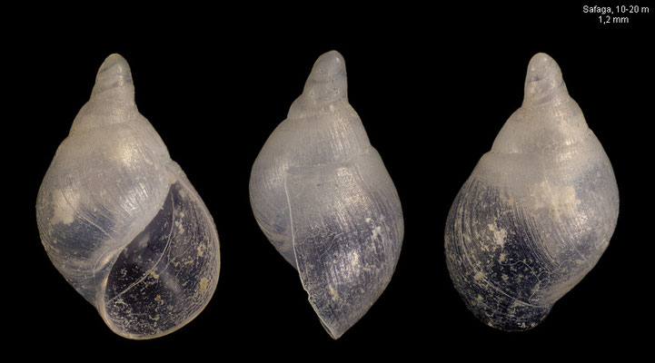 Pelseneeria spec. 1  - Egypt, Safaga, 10-20 m 12/2013