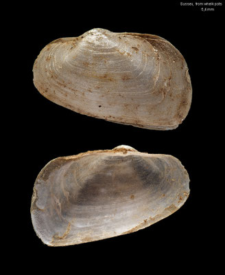 Saxicavella jeffreysi - England, Sussex, 2 M. off Hastings, from whelk pots 7/2016 (Basterotiidae)