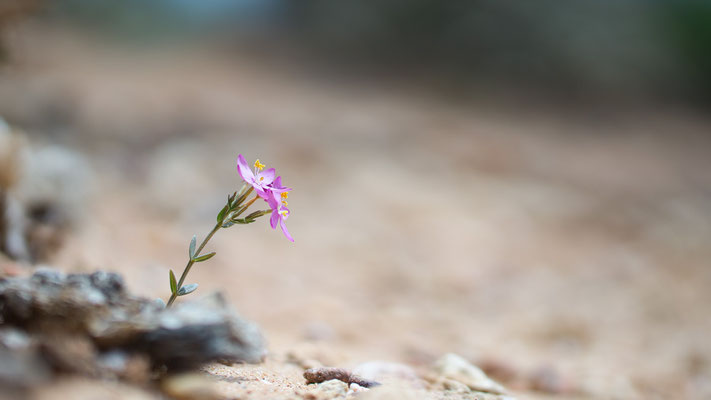 Centaurium erythraea - Spanien, Conil-de-la-Frontera 6/2015 (Tausendgüldenkraut)