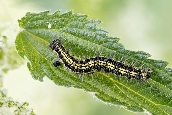 Aglais urticae - Zornheim, Langwiesengraben, auf Brennessel 5/2022 (Kleiner Fuchs)