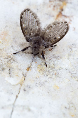 Clogmia albipunctata - Zornheim, Bad 2/2019 (Weißpunktierte Schmetterlingsmücke)