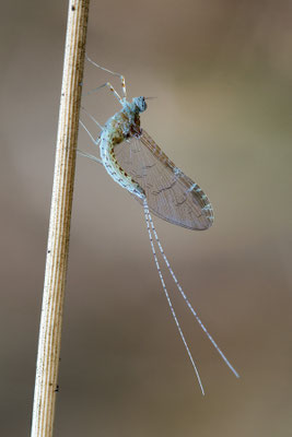 Cloeon dipterum♀ - Zornheim, aus Gartenteich (im Bad) 8/2020