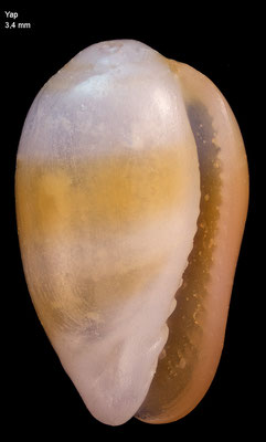 Gibberula cf. asellina - Micronesia, Yap 2016