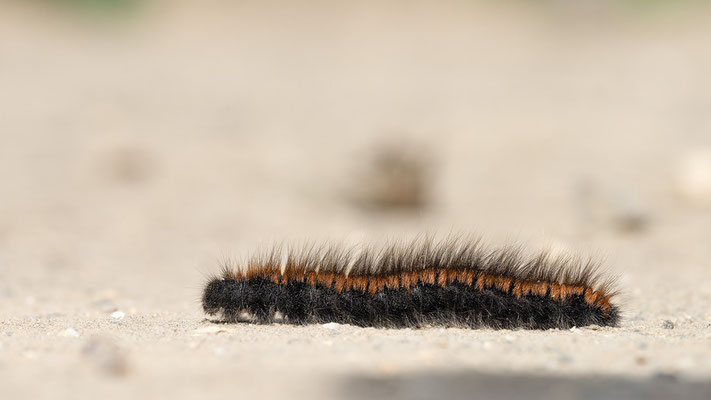 Macrothylacia rubi - Ober-Olmer Wald, Lichtung, auf Weg 9/2021 (Brombeerspinner, erwachsene Raupe)
