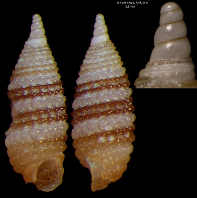 Synthopsis bicincta - Maldives, Addu Atoll, 28 m 10/2014