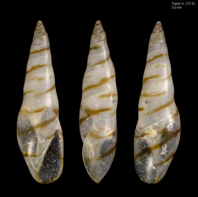 Hemiliostraca spec. 10 - Indonesia, Togian Is., ca. 14 m 10/2010