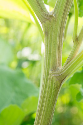 Arctium lappa - Zornheim, Langweisengraben, Wegrand 6/2021 (Große Klette)