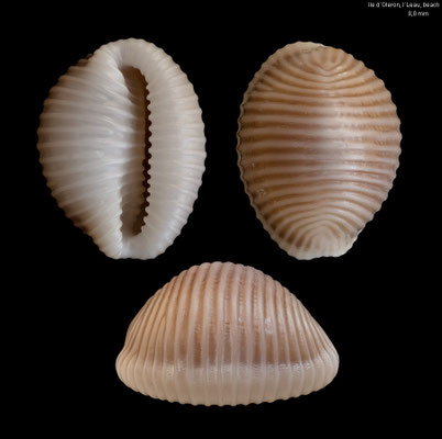 Trivia arctica - France, Ile d´Oleron, l´Ileau, beach 6/1999