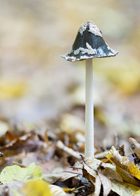 Coprinopsis picacea - Ober-Olmer Wald 10/2016 (Specht-Tintling)