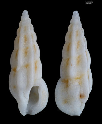 Pseudorhaphitoma confortinii - Madagascar, Lavanona 2015 