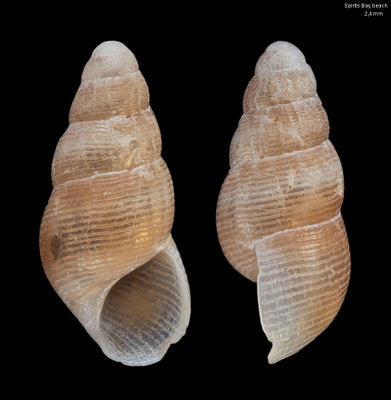 Onoba spec. 1 - New Zealand, Spirits Bay, beach 12/2012
