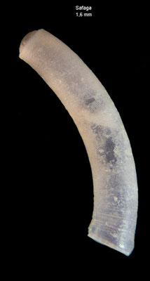 Caecum spec. 5 - Egypt, Safaga, divesite: Shaab Sheer East, 10-20 m 12/2013