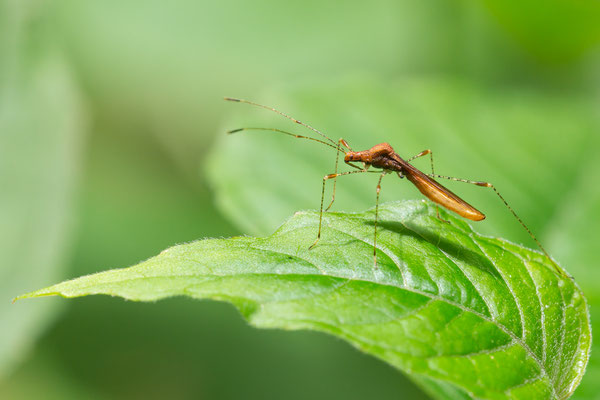 Metatropis rufescens - Nieder-Wiesen, Dreigemeindewald 6/2020 (Stelzenwanze)