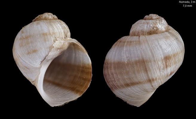 Alexiana callizona - Japan, Shizuoka Pref., Numadu, 3 m 12/2016