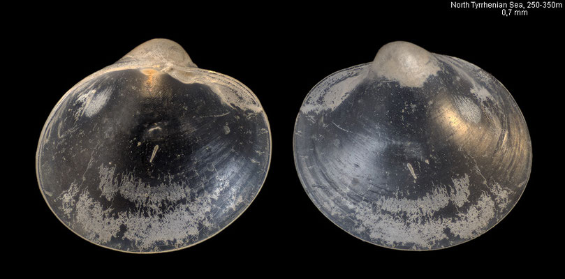Hemilepton nitidum - North Tyrrhenian Sea, 250-350 m 6/1992 (juvenil, Lasaeidae)
