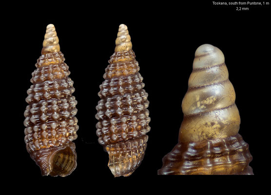 Costulopsis nana - Italy, Toskana, south from Puntone, 1 m  7/2013