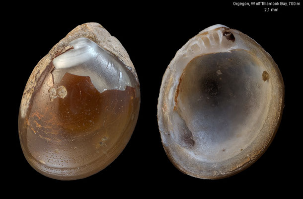 Huxleyia munita - USA, Oregon, W off Tillamook Bay, 45°35'N124°45'W, 700 m 8/1994 (Nucinellidae)