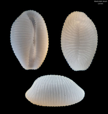 Trivirostra thaanumi - French-Polynesia, Tuamotus, Manihi Atoll, beach ca. 2016