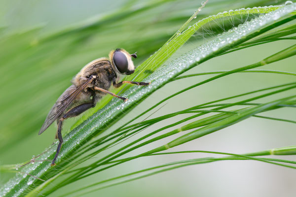 Mesembrius peregrinus - Eich, Altrhein 5/2017 (Fam. Schwebfliegen)
