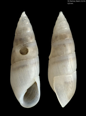 Styloptygma spec. 2 - W.-Samoa, Savai'i, Falealupo, 0,2 m 7/1997