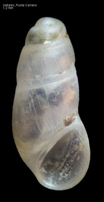 Bothryphallus epidauricus - Spain, Getares, Punta Carnero 6/2015