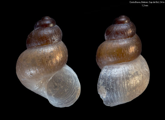 Setia turriculata - Spain, Costa Brava, Beleser, Cap de Bol, 2-4 m 6/2018