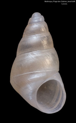 Barleeia mexicana - Martinique, Plage des Salines 9/2025
