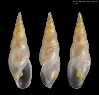 Sabinella spec. 4 - Maldives, Addu Atoll, Banana Point, 24 m 10/2014