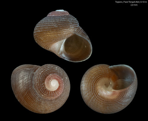Collonista spec. 1 - Indonesia, Kep. Togian, Pasir Tengah Atoll, 6-18 m 10/2010 
