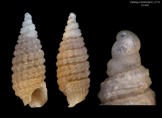 Horologica  lizardensis - Papua New Guinea, off Kavieng, Lissenung Isl., 2-7 m 12/2012