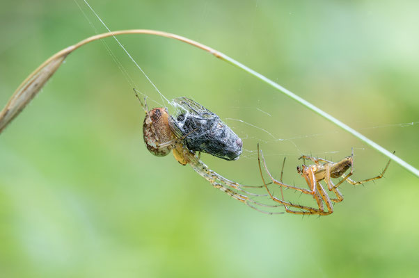 Metellina mengei - Ober-Olmer Wald, Wegrand 9/2021 (Kleine Herbstspinne)