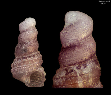 Clathropsis spec. 8 - Mauritius, Gris Gris, beachdrift 12/2012
