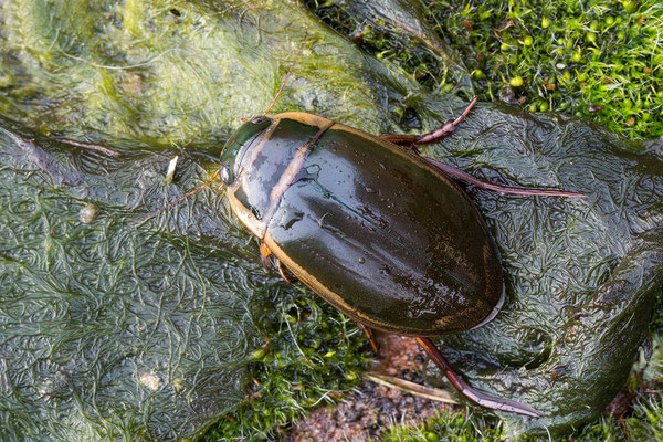 Dytiscus marginalis ♂ - Schaafheim, Gartenteich 3/2019 (Gelbrandkäfer)