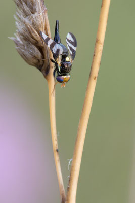 Urophora cf. quadrifasciata - Spanien, l´Escala, Wiese nahe Illa Matteua 6/2019 (Fam. Bohrfliegen)
