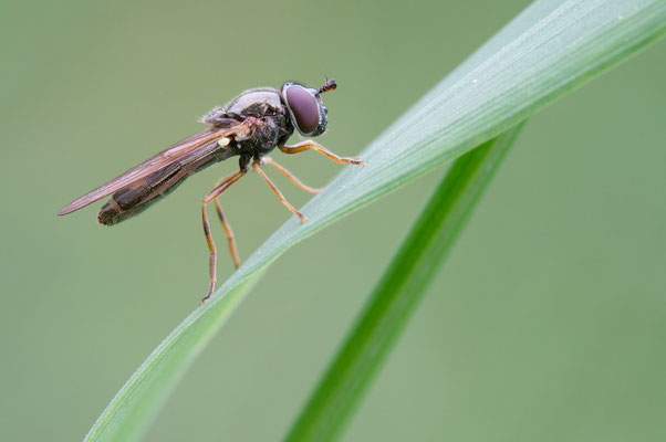 Melanostoma mellinum - Zornheim, Garten 5/2018 (Glänzende Schwarzkopf-Schwebfliege)