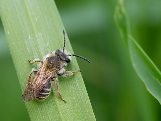 Colletes cunicularius ♀ - Zornheim, Teiche 5/2014 (Frühlings-Seidenbiene)