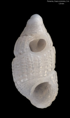 Lirobarleeia spec. 1 - Panama, San Blas area, Cayos Limones, 2 m