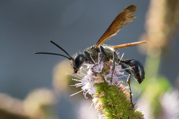 Isodontia mexicana - Zornheim, Garten, an Minze 8/2019 (Stahlblauer Grillenjäger)