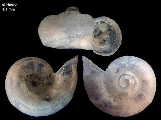 Discaclis canariensis - Canaries, el Hierro, 40 m  2000 