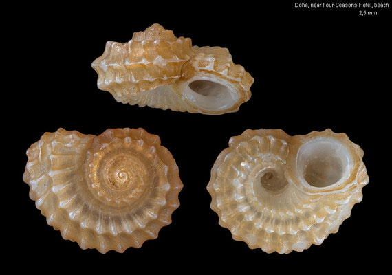 Pseudoliotia ocrinium - Qatar, Doha, beach near Four-Seasons-Hotel 11/2016